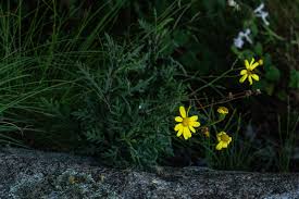 Image result for Senecio aetfatensis