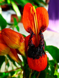 Image result for Ruttya fruticosa