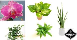 List Of Houseplants For Low Light Gardening Channel