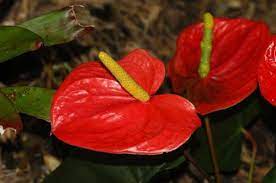 Anthurium Flower Pictures Anthurium Flower Anthurium