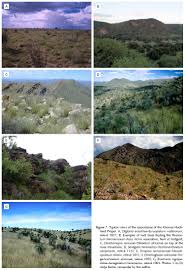 Image result for Kohautia ramosissima