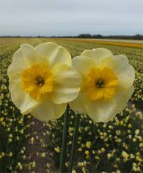 Narcissus Sun Disc Jonquilla Narcissi Narcissi Flower Bulb Index Bulb Flowers Narcissus Narcissus Flower