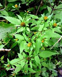 Image result for foto Dvouzubec