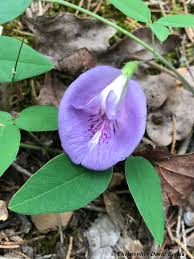 Image result for Clitoria