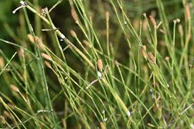 Image result for Equisetum ramosissimum
