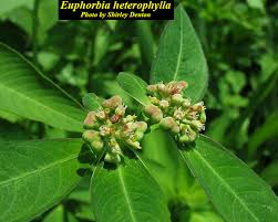 Image result for Euphorbia heterophylla