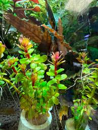 Image result for Rotala submersa