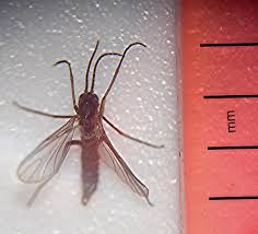 They look like tiny flies, but what you see are. Fungus Gnat Wikipedia