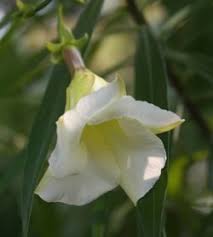 Image result for Cascabela thevetia