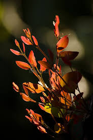 Image result for Eucalyptus sp.