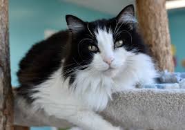 Tillie @ kitty city cat rescue, macon, ga. Home Good Mews Animal Foundation