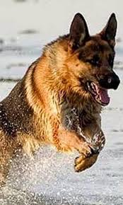 They help fight boredom and prevent the destructive behavior that comes from boredom. German Shepherd Jigsaw Puzzles For Android Apk Download