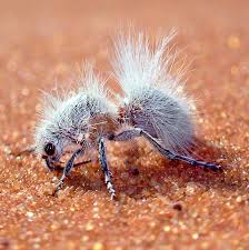 Mar 31, 2020 · march 31, 2020 word puzzles answer to biggest ant in the world, answer to largest ant in the world, answer to largest ant in the world riddle,. How A Velvet Ant Which Is A Wasp Got Its White Fluff The New York Times