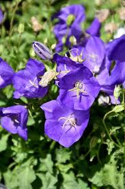 Find Deep Blue Pearl Bellflower Campanula Carpatica Deep Blue Pearl In Ottawa Gatineau Kanata Nepean Brockville R Blue Plants Plants Low Maintenance Plants