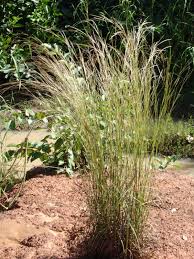 Image result for Schizachyrium claudopus