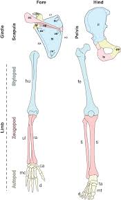 Interactions between the skeleton, muscles, and nerves move the body. 1 Appendicular Skeletal Anatomy Primate Appendages Consist Of A Download Scientific Diagram