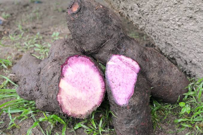 Ube : plantation, entretien, soin - Le Parisien Jardin