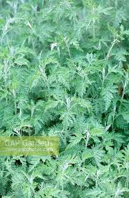 Image result for Artemisia afra