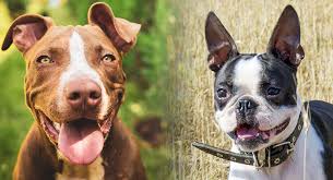 The blue nose is the result of breeding between parents some breeders take advantage of this rarity and mix different breeds of dogs to get said blue hues in dogs. Boston Terrier Pitbull Mix Is This Cross Right For You