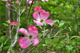This pink flowering trees variety makes a beautiful counterpoint to common white dogwood. Amazing Meaning And Symbolism Of Dogwood Flower And Color Florgeous