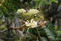 Image result for Albizia glaberrima