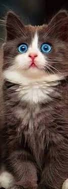 Https Www Youtube Com Watch V Qbbeodwdn18 T 11s In 2020 Beautiful Cats Kittens Cutest Crazy Cats