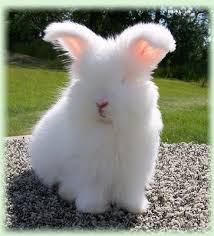 Pin On Personalized Jellycats Plush Toys