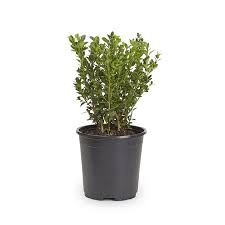 We did not find results for: 2 5 Quart White Winter Gem Boxwood Foundation Hedge Shrub In Pot L3448 In The Shrubs Department At Lowes Com