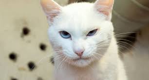 Kahin Kedi Asil Sampiyonun Kim Olacagini Bildi Kedi Sahiplendirme Ucretsiz Kedi Sahiplendirme