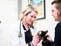 We're proud to care for all types of pets, including birds, snakes, rabbits, and more! Specialty Emergency Vet In Huntersville Huntersville Specialty Vet