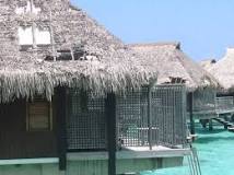 Disadvantages of natural thatch roofing | Palmex International