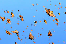 The monarch butterfly is the perfect addition to any room. Blue Butterfly Aesthetic Butterfly Wallpaper Laptop Novocom Top