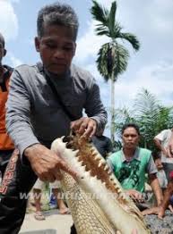 Buaya ini yang dari spesies crocodylus porosus berukuran 20 kaki panjang dan mempunyai jalur putih di belakang badannya. Kisah Bujang Senang Indet Sanabong Yang Mematikan Buaya Dengan Sekali Tampar Soscili