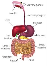 For the digestive system, its muscular walls function in the process of swallowing, and it serves as a pathway for the movement of food from the mouth to the bile from the gallbladder and enzymes from the pancreas are released into the duodenum to help digest fats, carbohydrates, and proteins so they. Disconnected Digestion What Causes It Pivotal Chiropractic