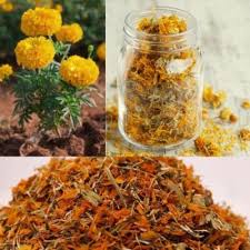 Image result for Tagetes erecta