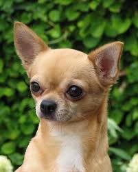 Tumblr Dog Training Chihuahua Puppies Chihuahua Dogs