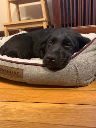 But veteran dog owners will tell you that the most capable dogs. This Is My New Puppy Bear He Is A Labrador Australian Shepherd Mix And He Wanted To Wish All Of You A Merry Christmas Aww