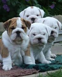 English bulldog lifespan and breathing disorders. Can English Bulldogs Eat Eggs
