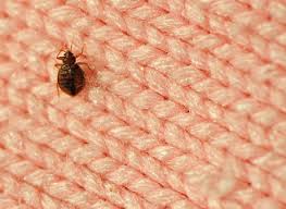 These troublesome household pests are. Bed Bugs