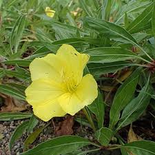 Image result for Ipomoea oenotherae