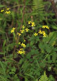 Image result for Cineraria deltoidea