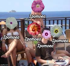Image result for Astripomoea