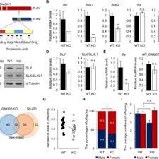 Check spelling or type a new query. Pdf Testicular Germ Cell Specific Lncrna Teshl Is Required For Complete Expression Of Y Chromosome Genes And A Normal Offspring Sex Ratio