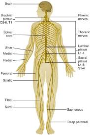 The peripheral nervous system consists of the associated nerve networks, whose function is to connect parts of the body with to cns. 16 Central And Peripheral Nervous System Medications Clinical Gate
