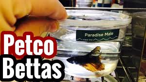 Petco Betta Fish Abuse Baby Betta Controversy Youtube