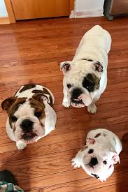 American bulldog puppies and dogs. English Bulldog Puppies For Sale Near Chicago Il It S A Bulldog Thing
