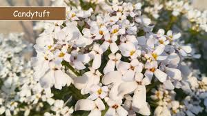 Candytuft, (genus iberis), genus of about 40 species of eurasian plants of the mustard family candytufts are generally herbaceous annuals or perennials, and most species are native to the. Gamalon Mein Candytuft Flowers Growing Nad Care Urdu Hindi Youtube
