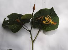 Image result for Eriolaena