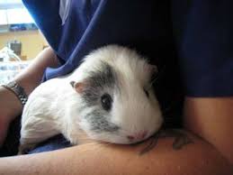 It also sometimes has tassels on its tail. Guinea Pigs As Pets Veterinary Partner Vin