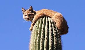 Cactus thrive in the hot environment with limited water, they are often how animals get water. Saliendo Por Arriba De Un Bulder O O Animals Desert Animals Cactus